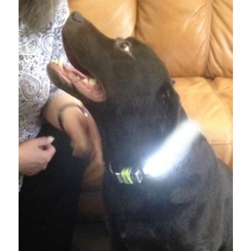 Rechargable LED Light Dog Collar